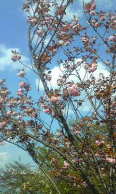 c0180209_1722710.jpg
