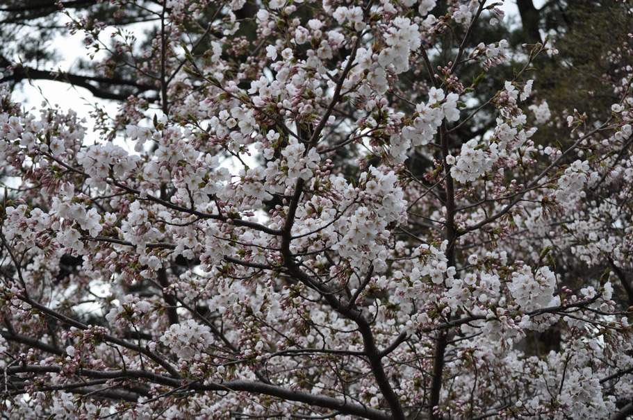 桜@能代市陸上競技場 - 秋田県能代市_b0207218_22191868.jpg