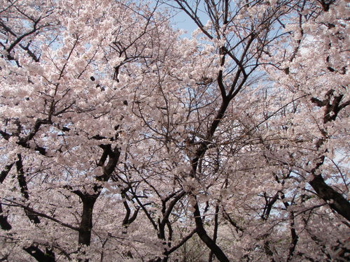 cherry blossoms_b0093320_13291762.jpg