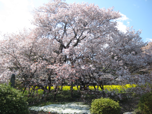 花の季節から萌黄色の季節へ_b0093221_1481791.jpg