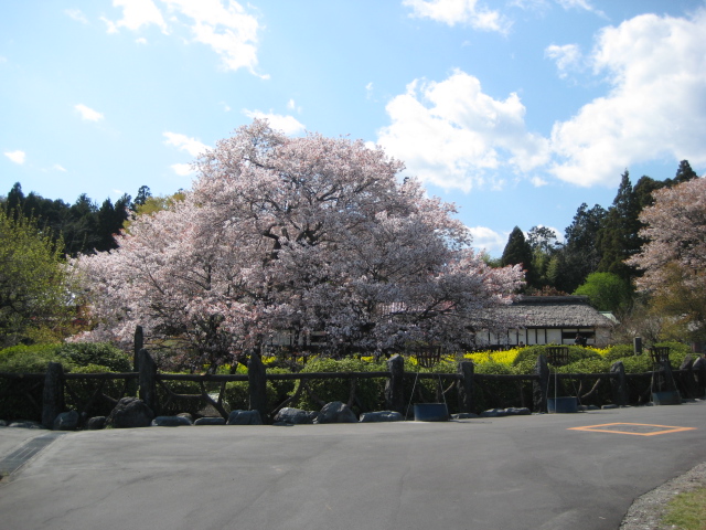 花の季節から萌黄色の季節へ_b0093221_148784.jpg