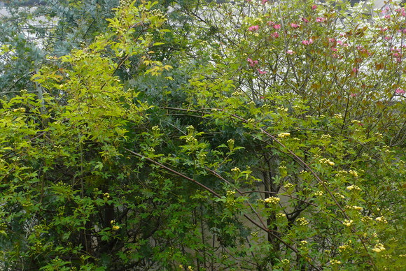 a0187426_17133052.jpg