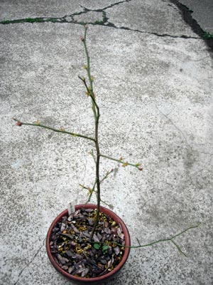 e0097534_1657418.jpg