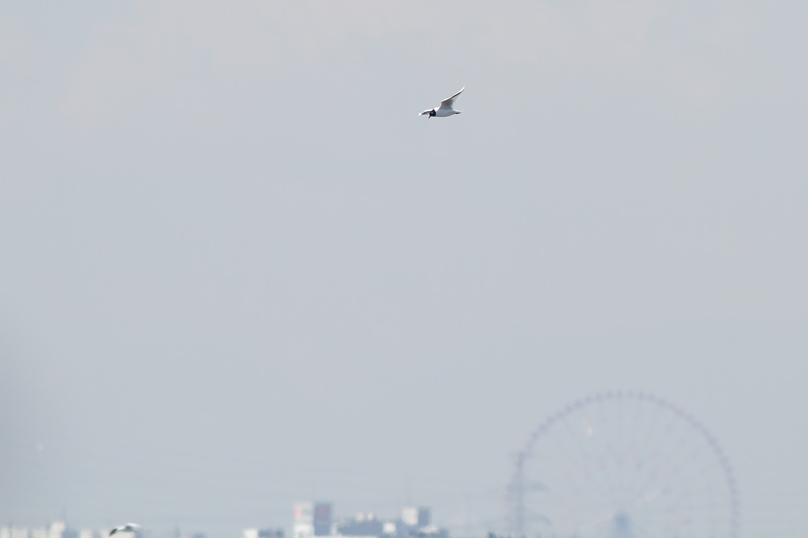 e0154134_6402158.jpg