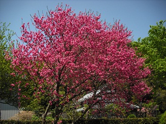 ２１世紀の森と水の公園_a0129636_1492048.jpg