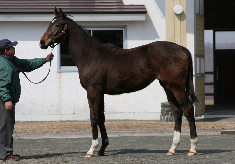 生産馬が優勝しました 今夜はお祝いです_d0079438_6743.jpg