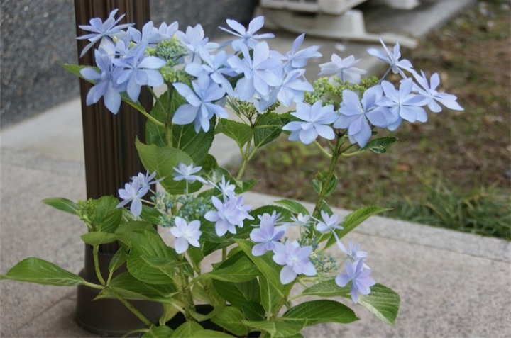 紫陽花 ダンスパーティー 今日の一枚