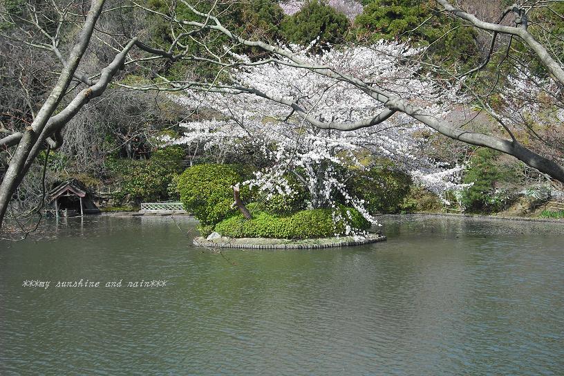 京都の桜・大覚寺_a0116246_1334276.jpg