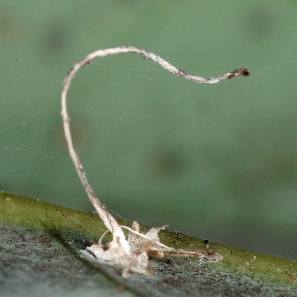 やっぱり冬虫夏草？: 茨城の自然 きのこ探検隊（県南部地域）