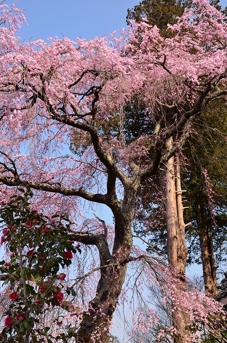 栖林寺のしだれ桜_c0050853_2030143.jpg