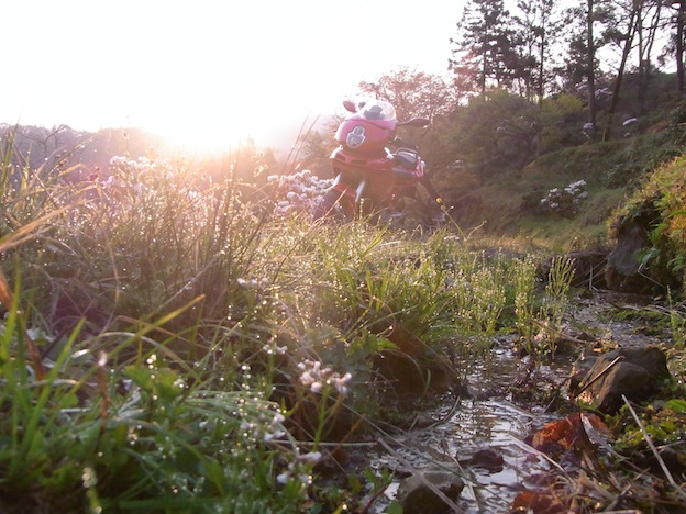 俵山のシャクナゲ と 菊川の八重桜_a0171959_1720314.jpg