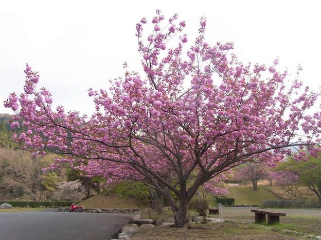 俵山のシャクナゲ と 菊川の八重桜_a0171959_17554953.jpg