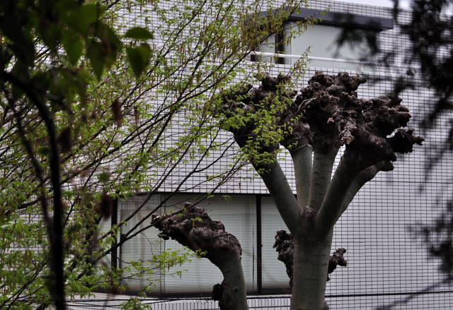 風ふいて緑のむこう花水木>>風そよぐ木々の彼方に花水木_a0031363_11372029.jpg