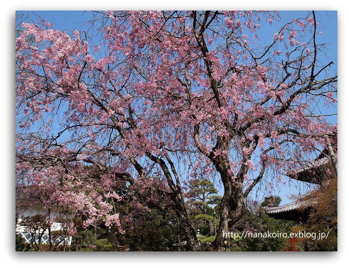 広寿山福聚寺の桜・2_e0153963_1826866.jpg