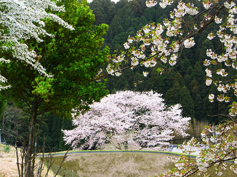 【　SAKURA 】_c0001069_20123535.jpg