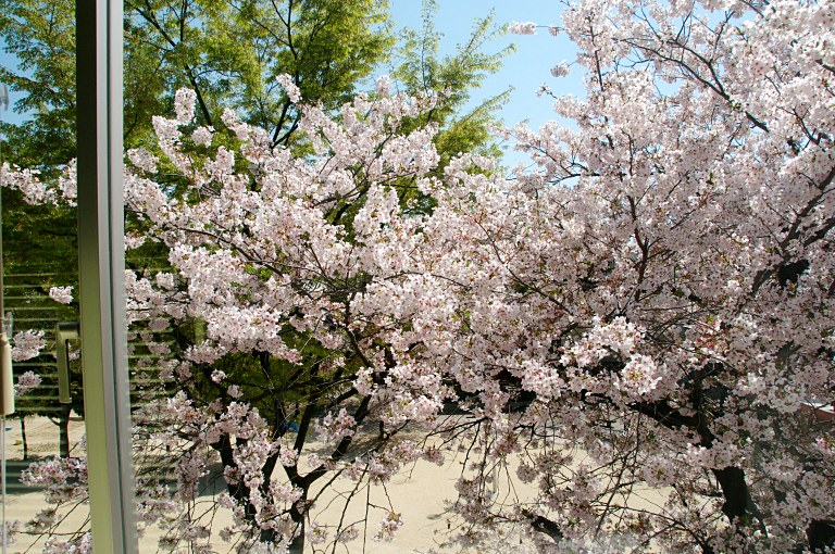 京都・桜ポタ三昧--病室桜--20110412_a0050572_11253477.jpg