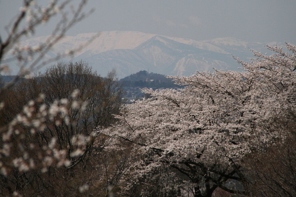 桜坂から・・・_e0068873_13291987.jpg