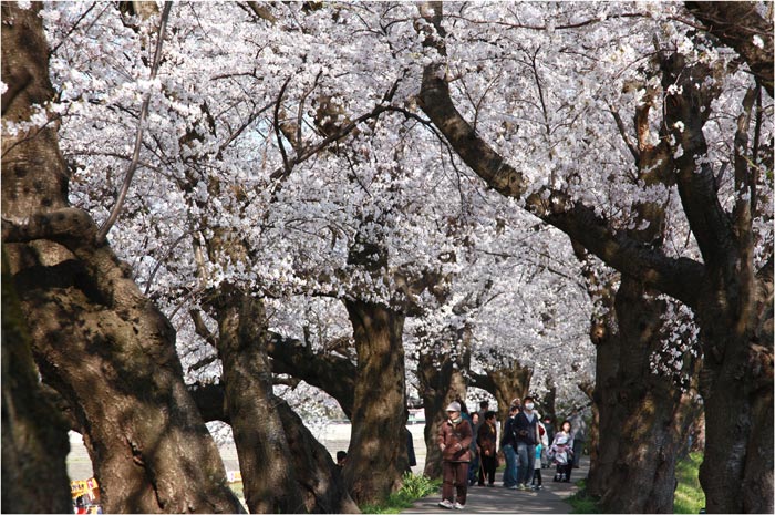 2011-04-17≪福井市足羽川の桜-5≫_e0136475_23155589.jpg