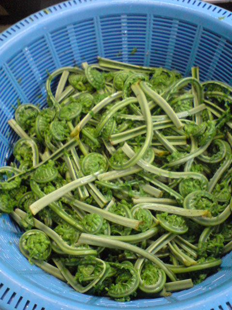 いよいよ山菜シーズン!まずはコゴメの季節です。_d0182179_1823169.jpg