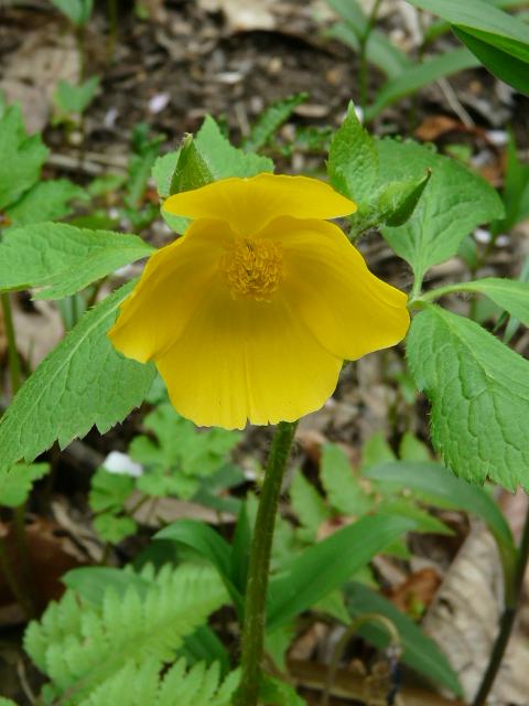 東京薬科大学薬草植物園の山野草_e0145782_17481526.jpg