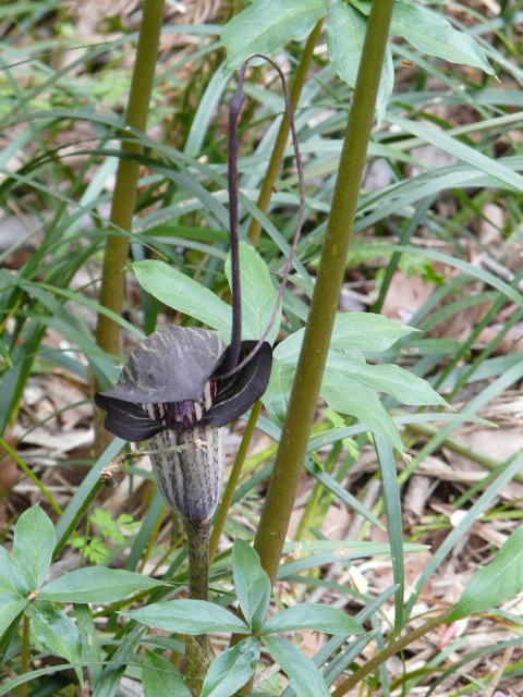 東京薬科大学薬草植物園の山野草_e0145782_17485915.jpg