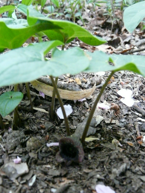 東京薬科大学薬草植物園の山野草_e0145782_17504812.jpg