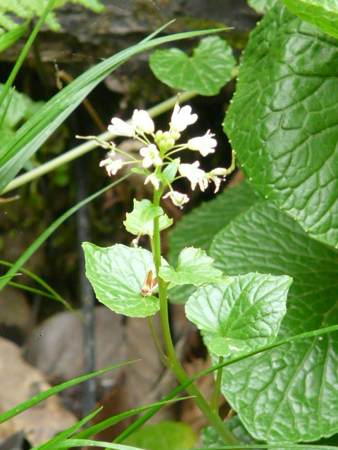 東京薬科大学薬草植物園の山野草_e0145782_1753650.jpg