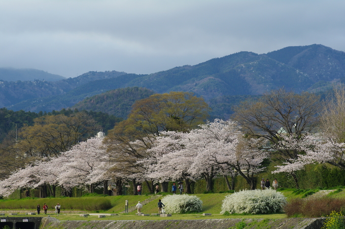 2011「桜」総集編_c0153888_14141444.jpg