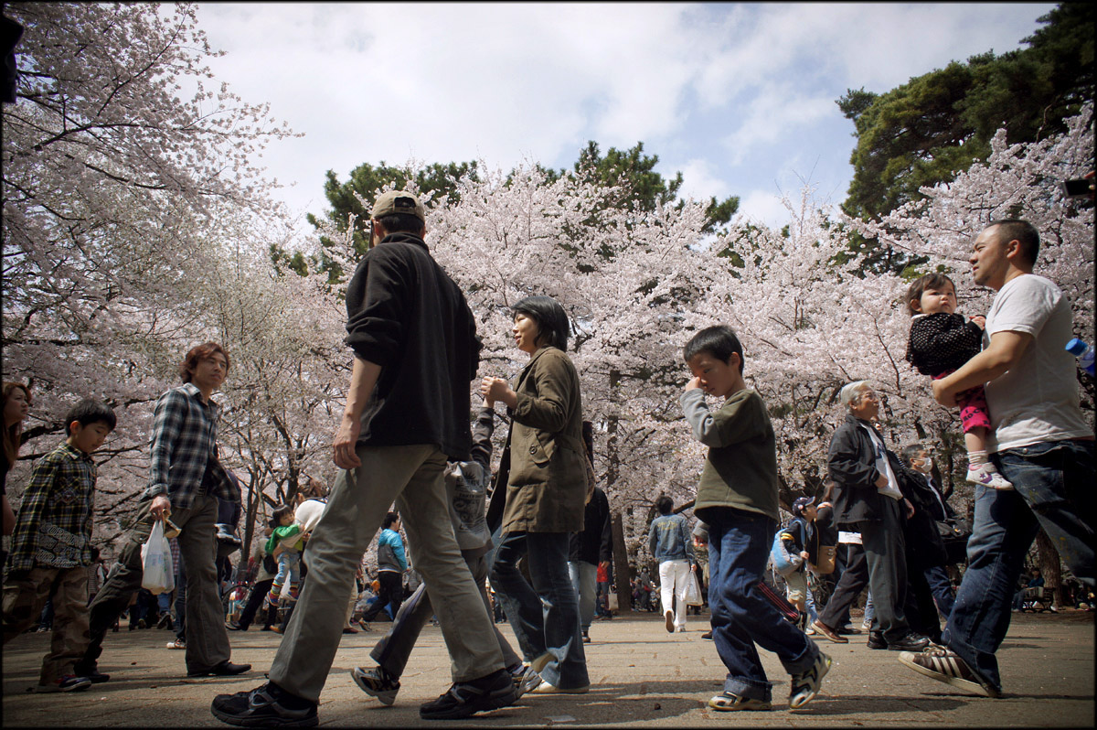 Hanami Walkers_a0194589_15385149.jpg