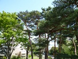緑のトンネル_a0138490_14201088.jpg