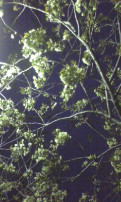 e0054290_23103654.jpg