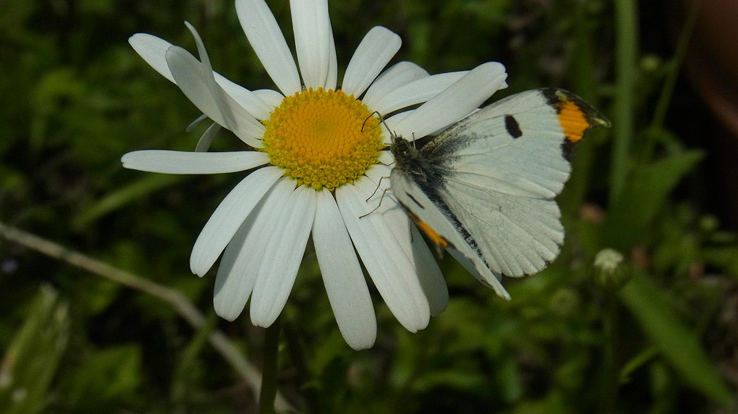a0152692_1738424.jpg