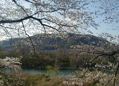 ●今年の桜、その6-背割り桜_d0053294_13154376.jpg