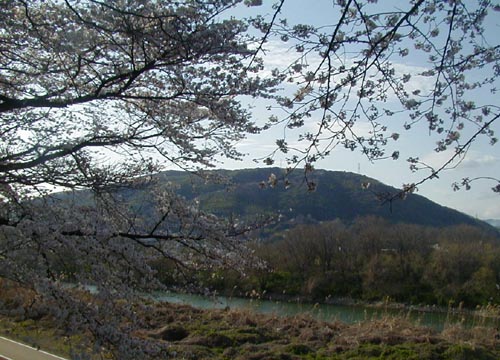 ●今年の桜、その6-背割り桜_d0053294_1315974.jpg