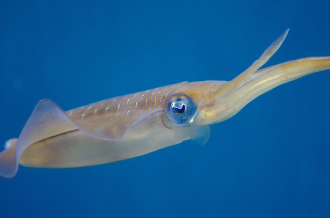 葛西の水族館には・・・_b0211695_0473950.jpg