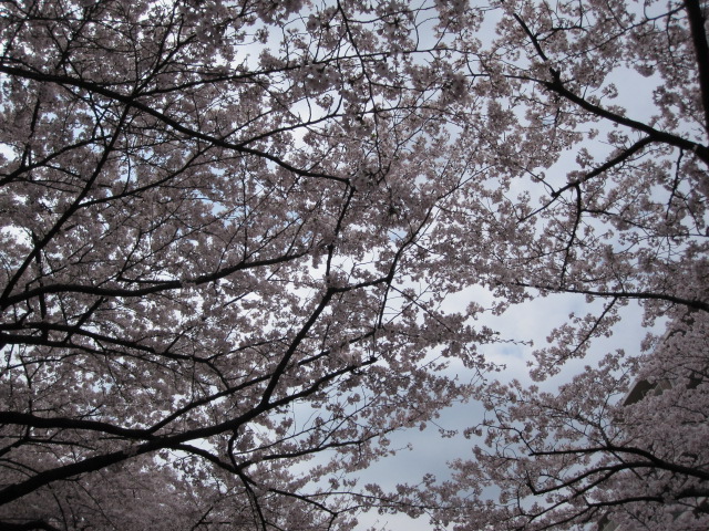 桜 Japan 2011_e0171595_214297.jpg