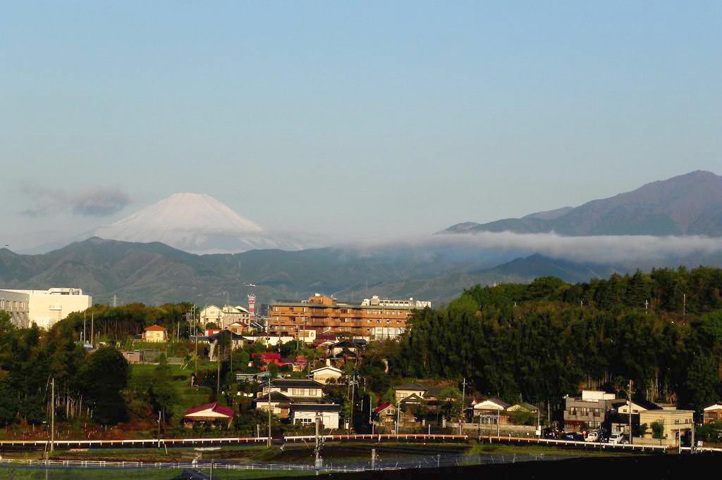 眼前のホオジロ/富士山とたなびく雲_b0024798_10345231.jpg