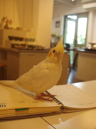 c0129702_2103552.gif