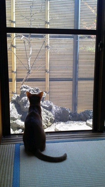 ペットたち_b0104005_1240825.jpg