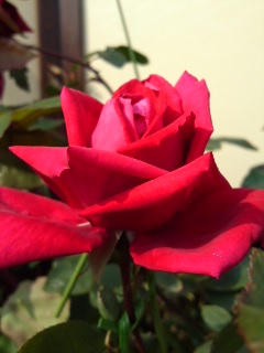 c0163810_119619.jpg