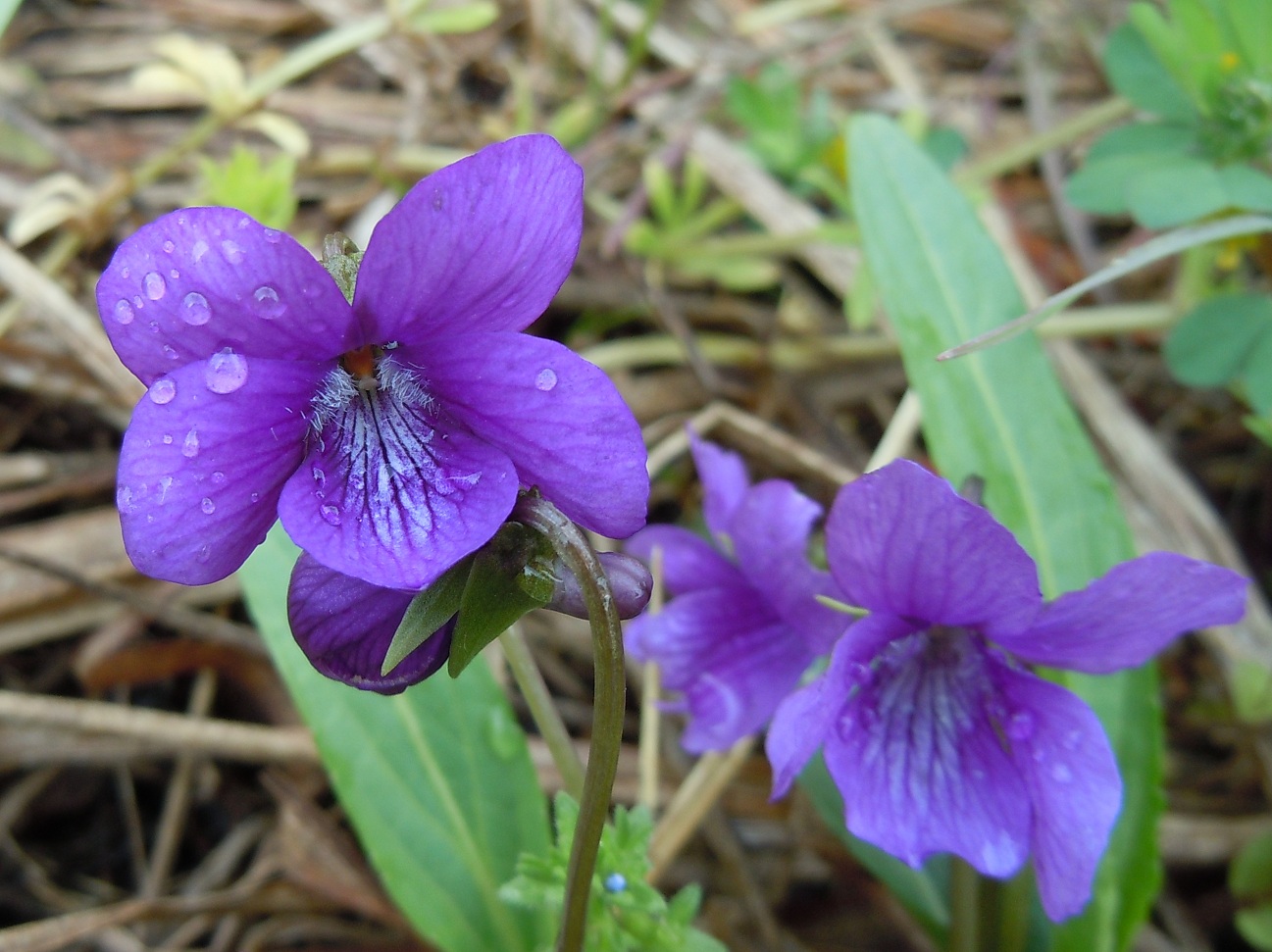 スミレ 菫 の花咲く頃 椿壽菴だより スミレ 菫 の花咲く頃 椿壽菴だより
