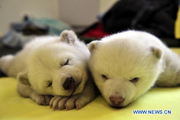 中国・大連、老虎灘海洋公園の極地海洋館でホッキョクグマの双子の赤ちゃん誕生！_a0151913_21143142.jpg