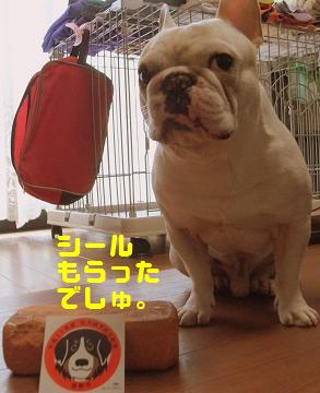 犬を飼うということ・・・でしゅ。_a0158613_21511216.jpg