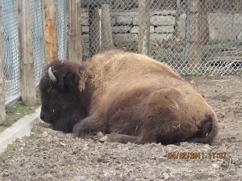 ハイパークのミニ動物園（２回目）_c0192813_11304747.jpg