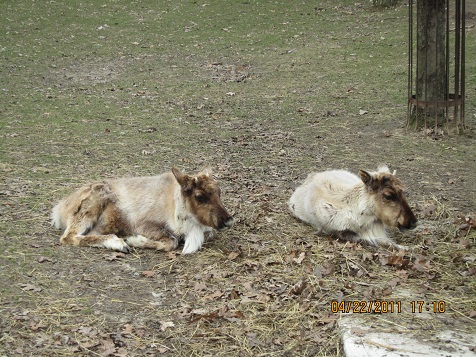 ハイパークのミニ動物園（２回目）_c0192813_1132571.jpg