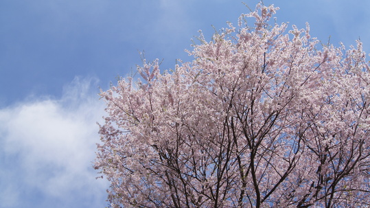 陸郷山桜　夢農場さくら祭り_f0233414_2214792.jpg