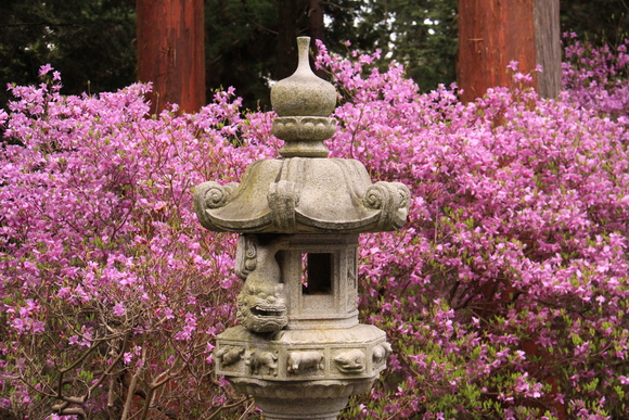 伊奈富神社の紫つつじ_a0198715_17355170.jpg