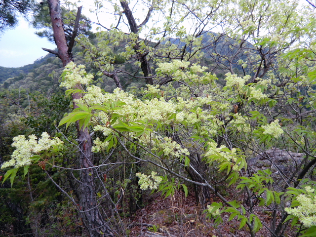 明王山　花情報　　第三弾_d0170615_1525195.jpg