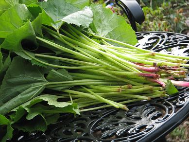 頑張れ　茨城！　　頑張れ　茨城の野菜！　（6）_f0175115_20563514.jpg