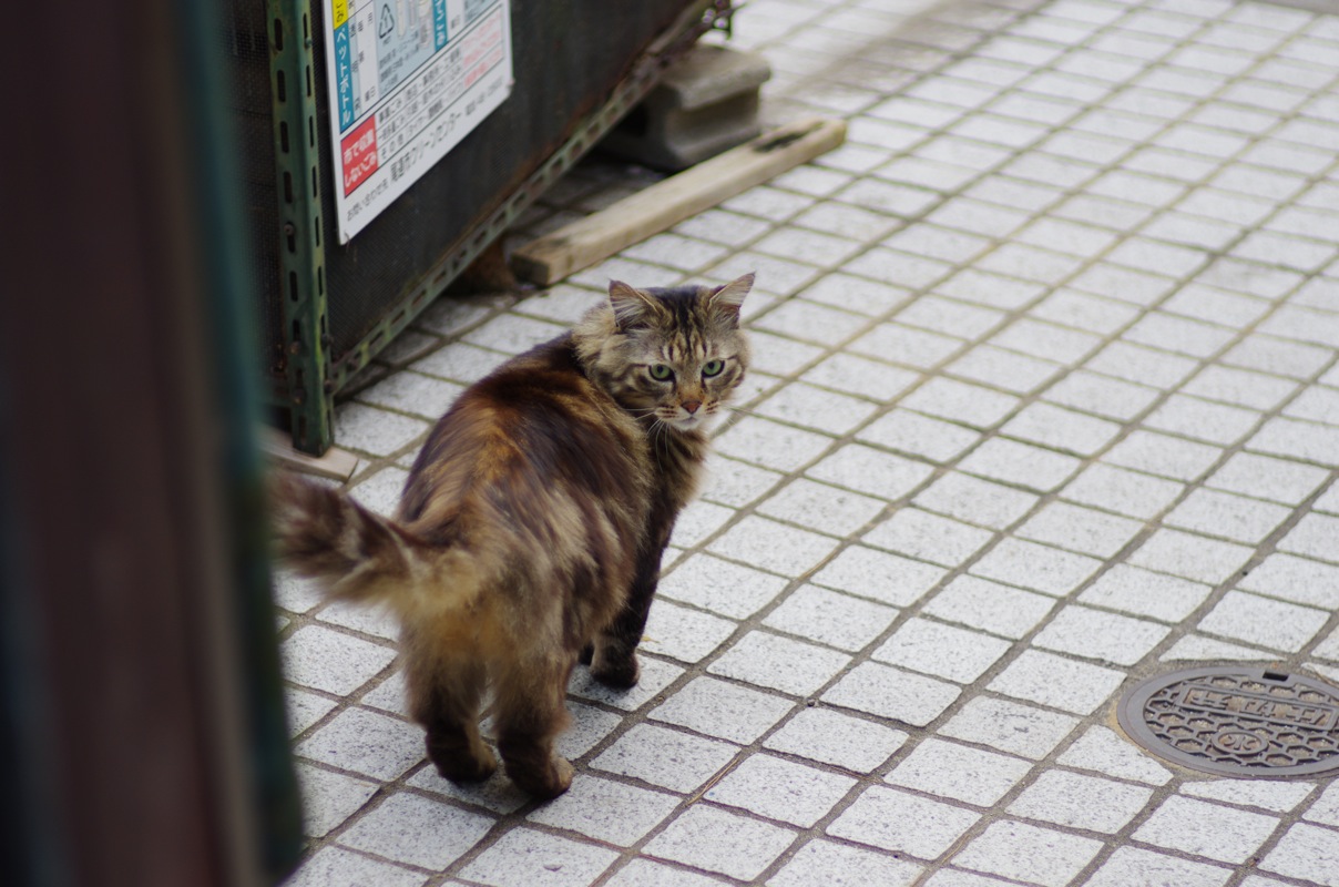 ３月尾道猫その１_a0128823_0463935.jpg